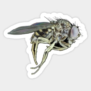 Tiny fly Sticker